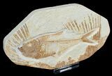 Inch Diplomystus Fossil - Wyoming #4649-1